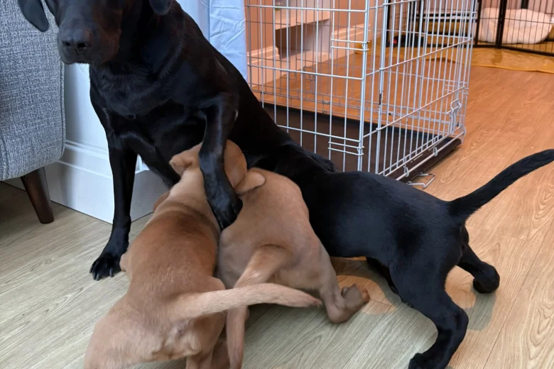 Labrador Retriever