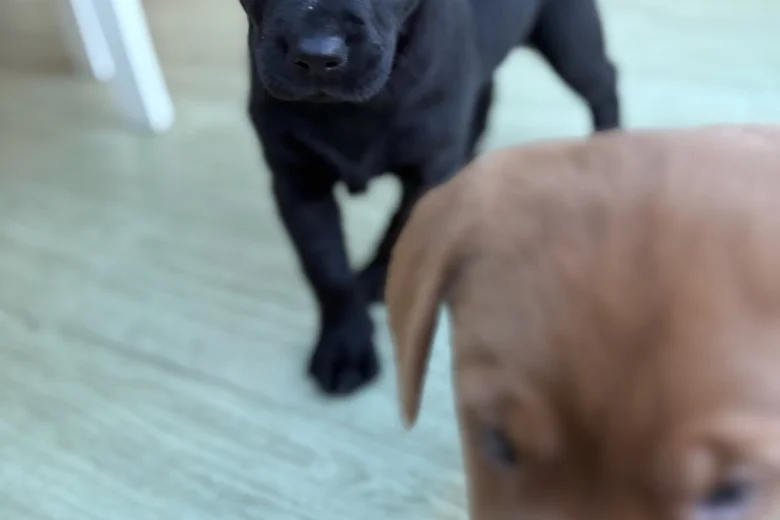 Labrador Retriever