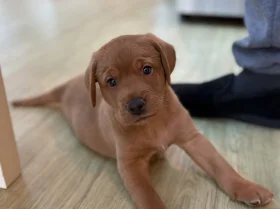 Labrador Retriever