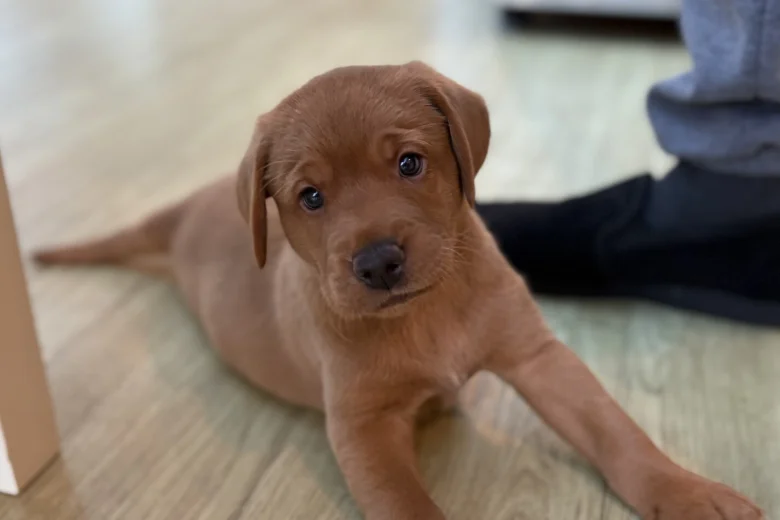 Labrador Retriever