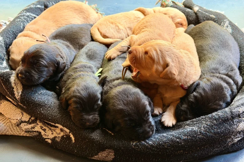 Labrador Retriever