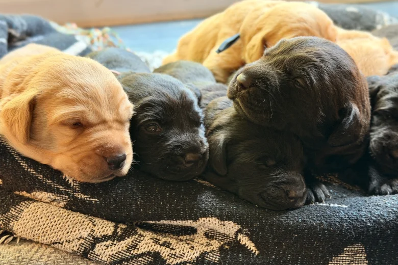 Labrador Retriever