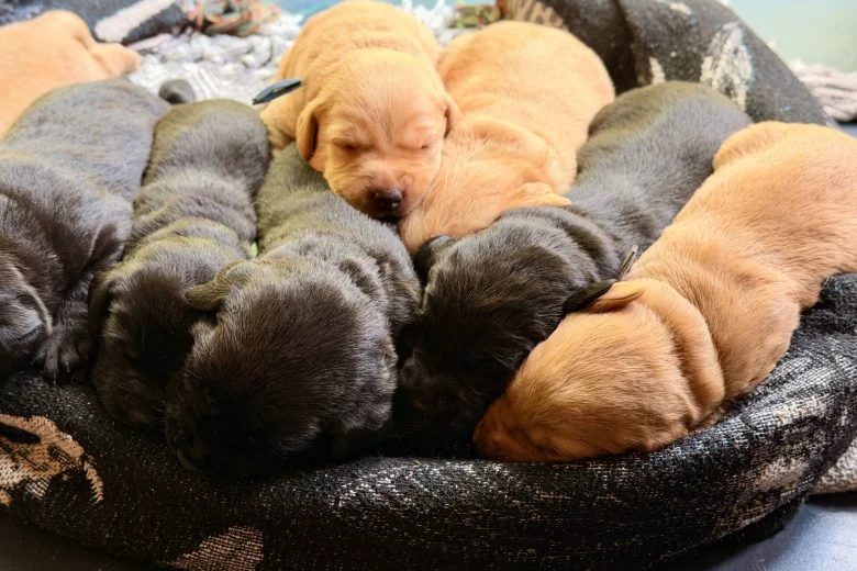 Labrador Retriever
