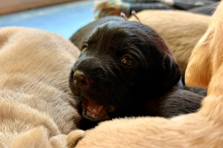 Labrador Retriever