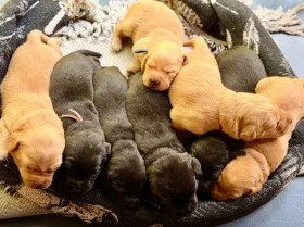 Labrador Retriever