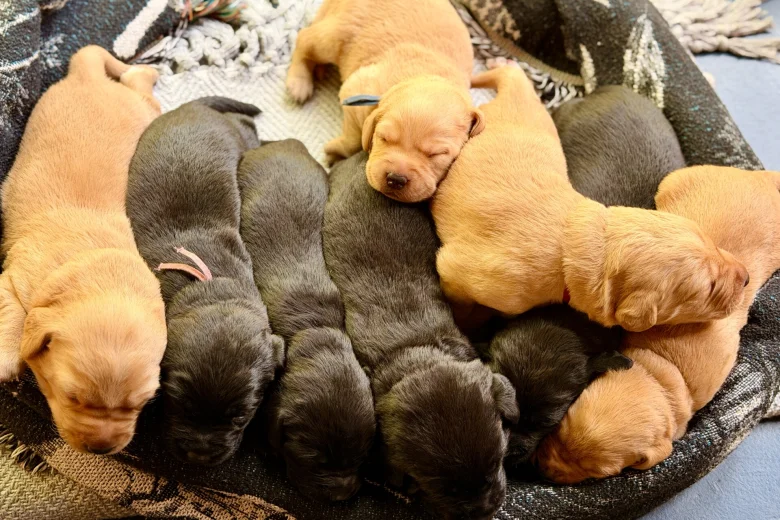 Labrador Retriever