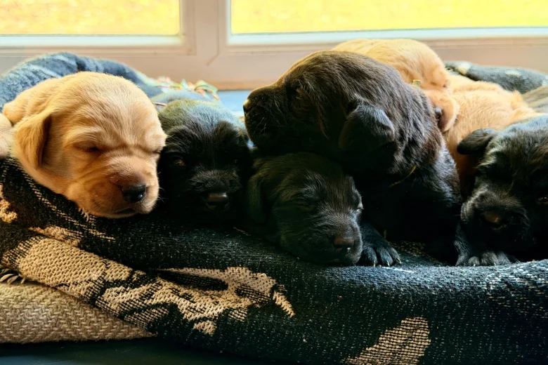 Labrador Retriever