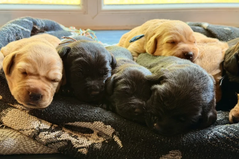 Labrador Retriever