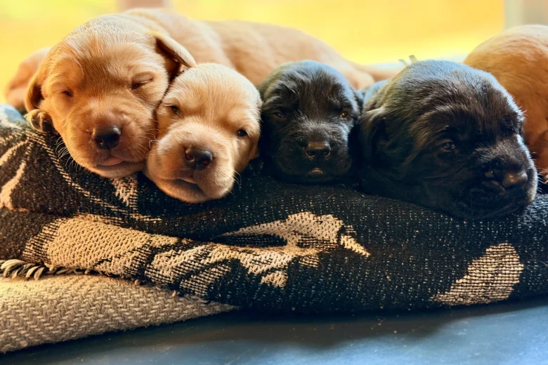 Labrador Retriever
