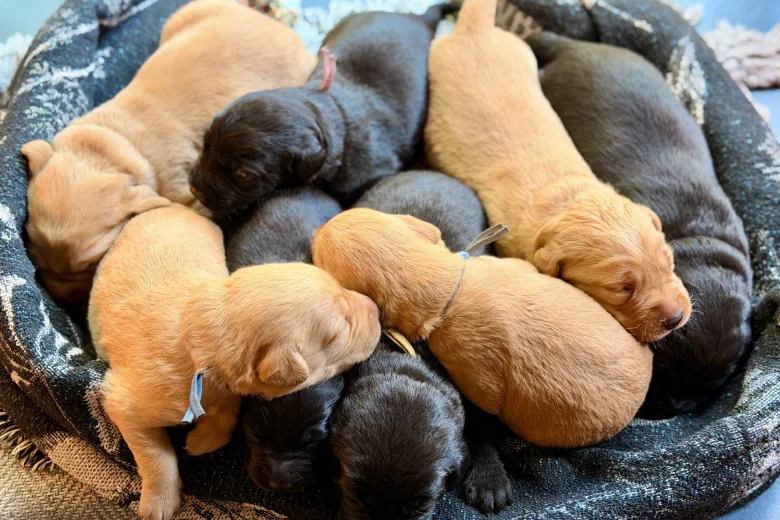 Labrador Retriever