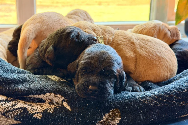 Labrador Retriever