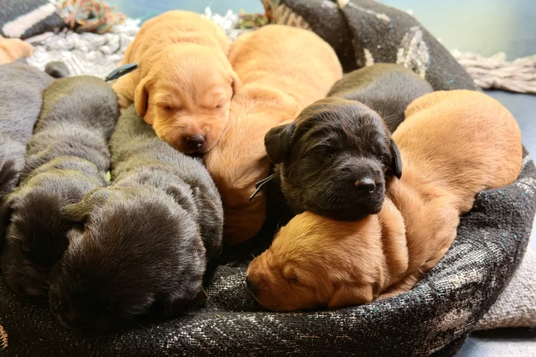 Labrador Retriever