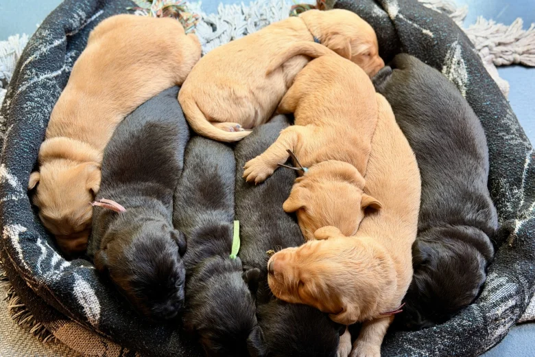 Labrador Retriever