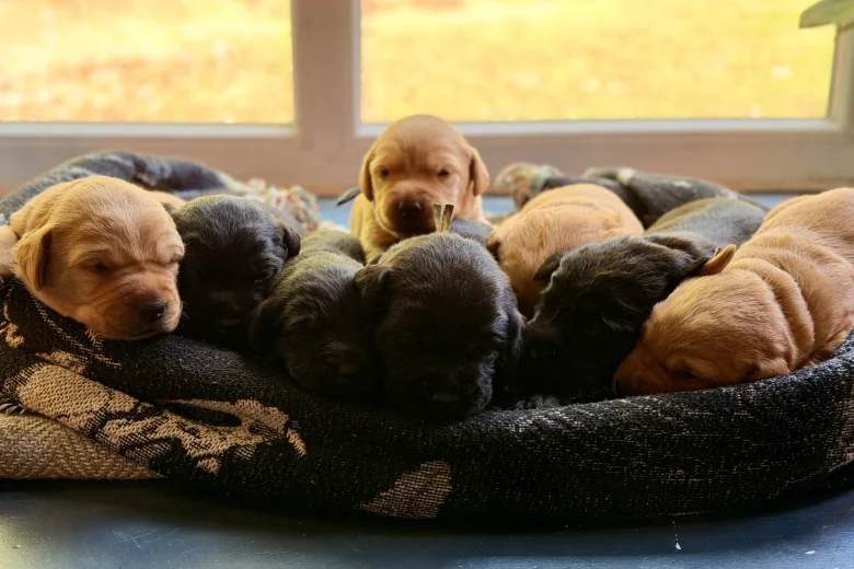 Labrador Retriever