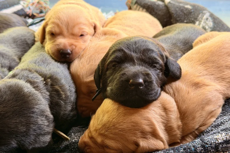 Labrador Retriever