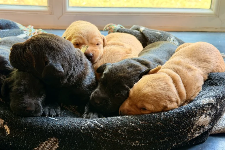 Labrador Retriever