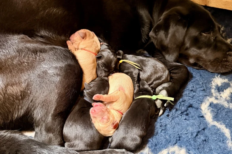 Labrador Retriever