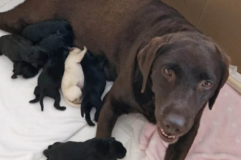 Labrador Retriever
