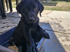 Labrador Retriever