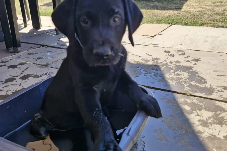 Labrador Retriever