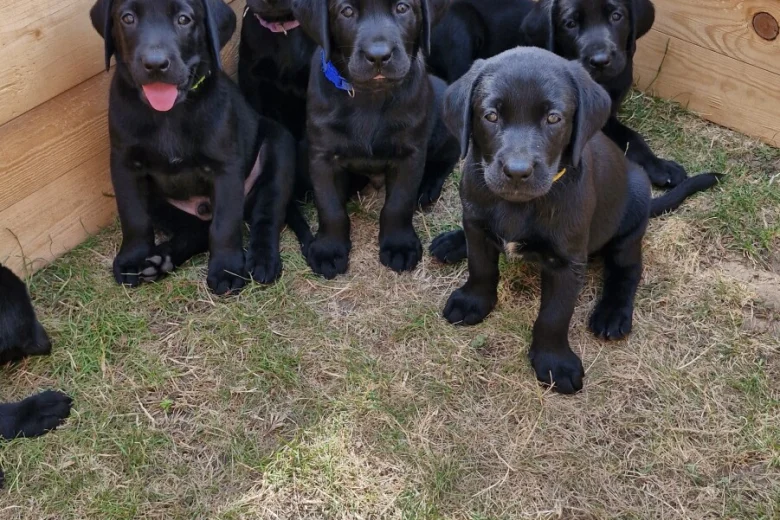 Labrador Retriever