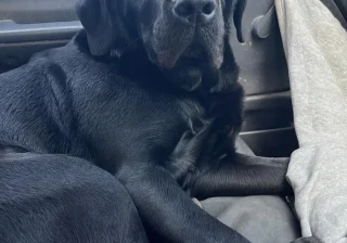 Stud