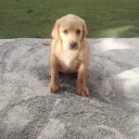 Labrador Retriever