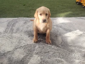 Labrador Retriever