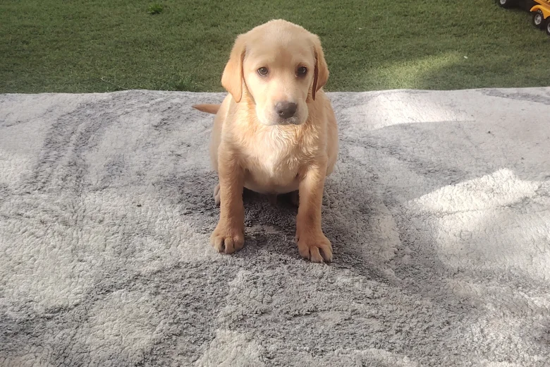 Labrador Retriever