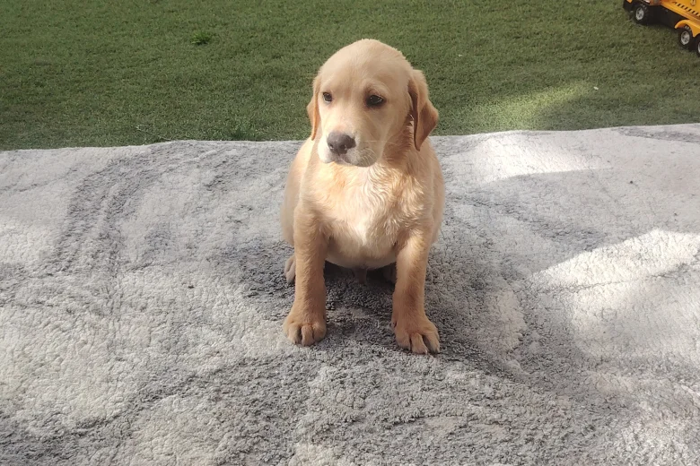 Labrador Retriever