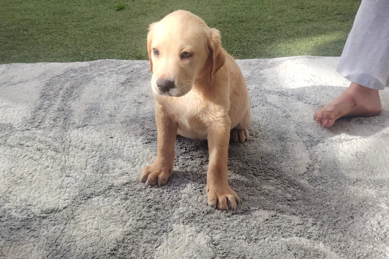 Labrador Retriever
