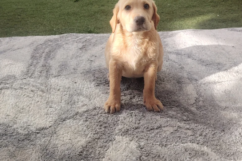 Labrador Retriever