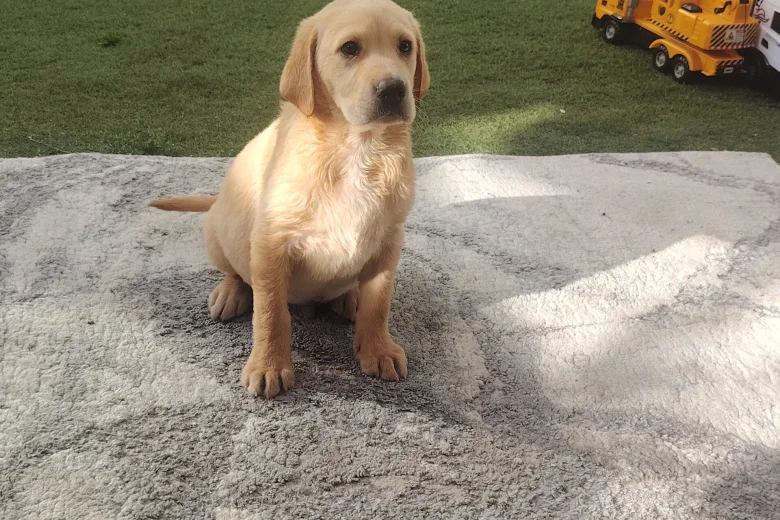 Labrador Retriever