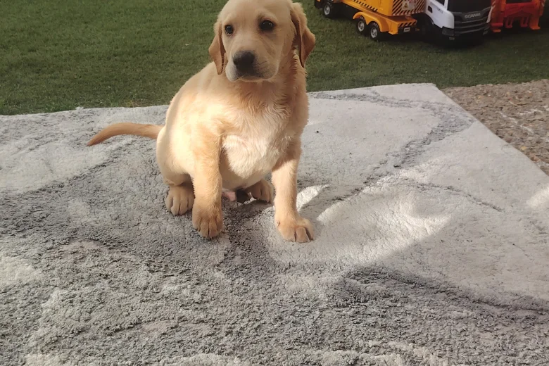 Labrador Retriever