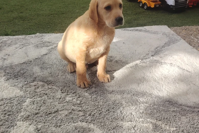 Labrador Retriever