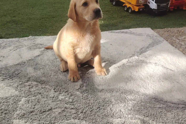 Labrador Retriever