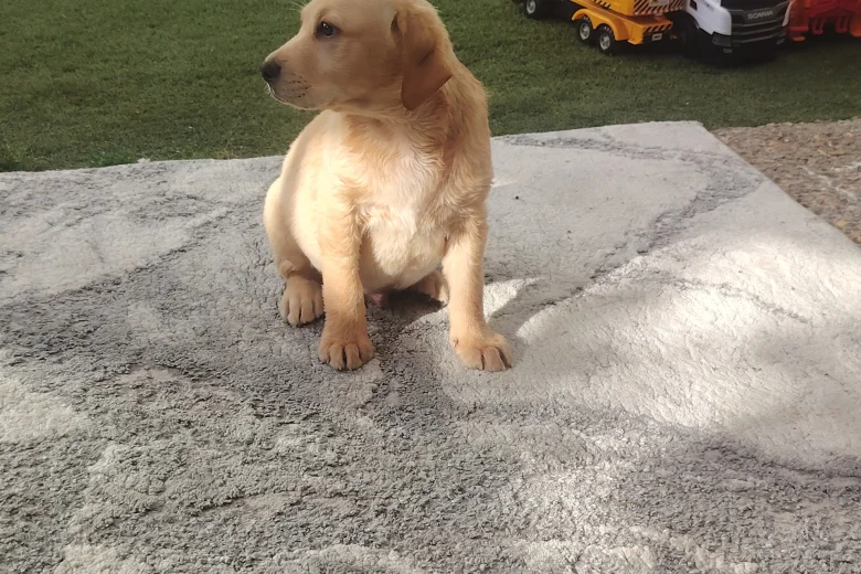 Labrador Retriever