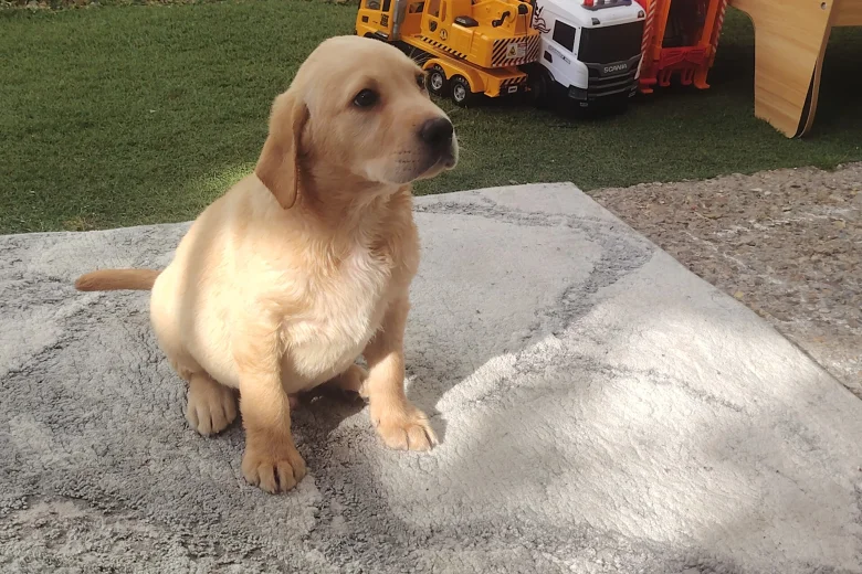 Labrador Retriever