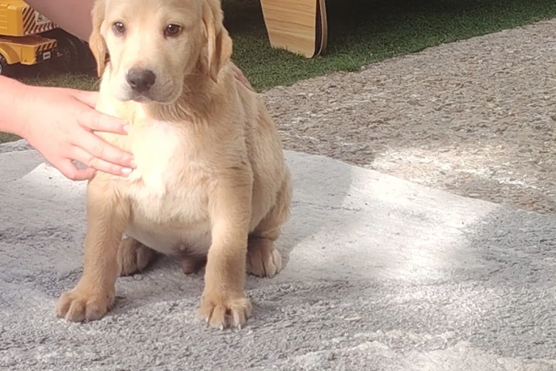 Labrador Retriever