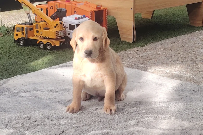 Labrador Retriever