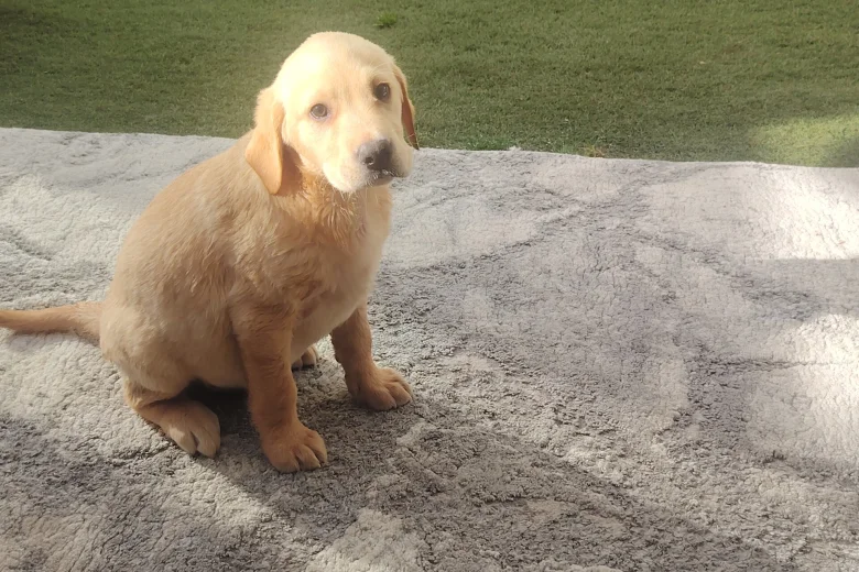 Labrador Retriever