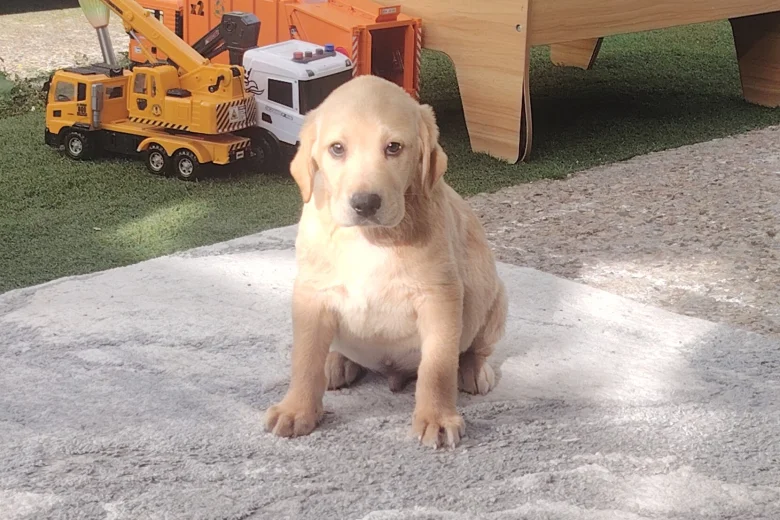 Labrador Retriever