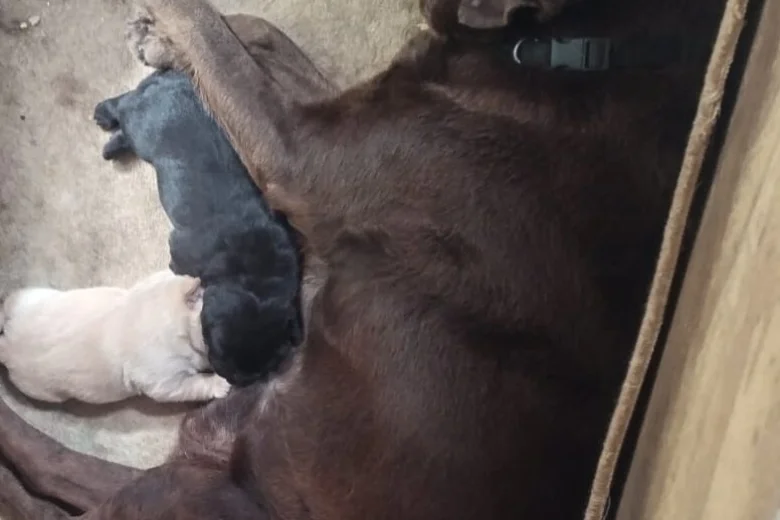 Labrador Retriever