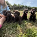 Labrador Retriever