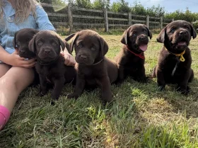 Labrador Retriever