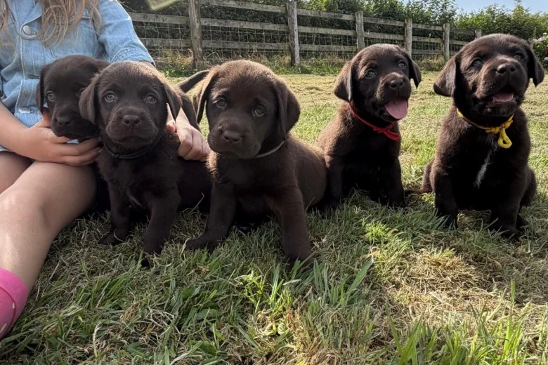 Labrador Retriever