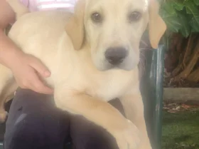Labrador Retriever