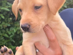Labrador Retriever