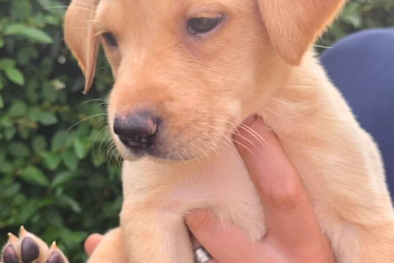 Labrador Retriever