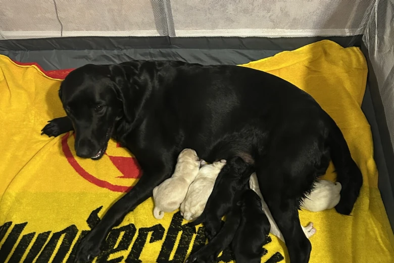 Labrador Retriever